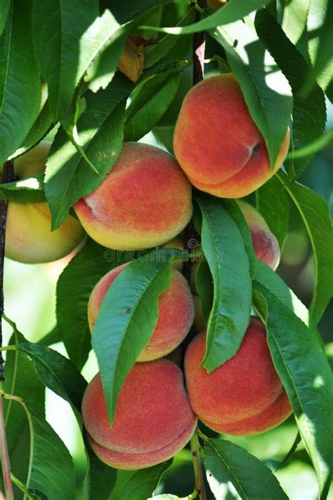 Ripe Peach Fruit Stock Image Image Of Sugar Cultivation 76711095