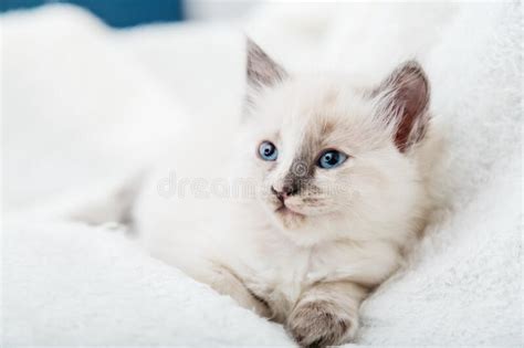 White Kitten With Blue Eyes Portrait Of Beautiful Fluffy White Kitten