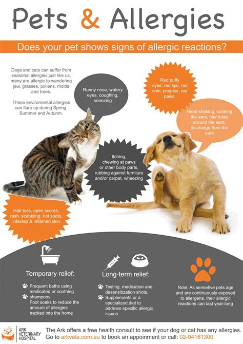 Pets And Allergies The Most Common Symptoms And Treatments Ark