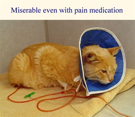 Urinary bladder cancer average cost. Cat Urinary Tract Diseases: Cystitis, Urethral Obstruction ...