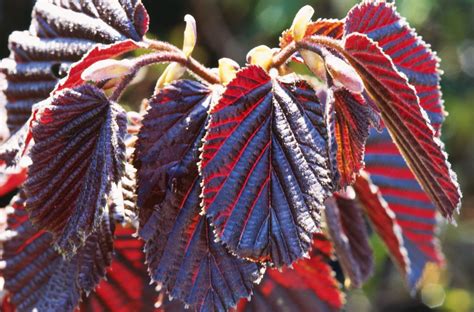 Plants with dark purple leaves. Purple Leaf Plants for the Garden and Landscape