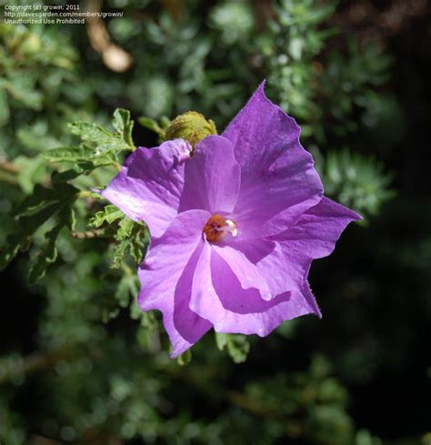 Plantfiles Pictures Hibiscus Species Australian Mallow Blue Hibiscus