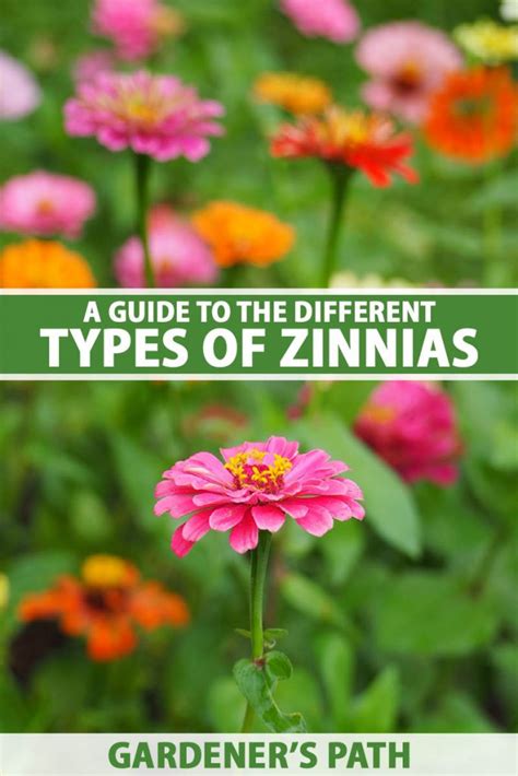A Guide To The Different Types Of Zinnias Gardeners Path