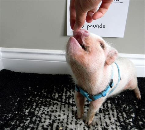 Mini Pig Cons The Tough Parts Of Owning A Mini Pig Life With A Mini Pig