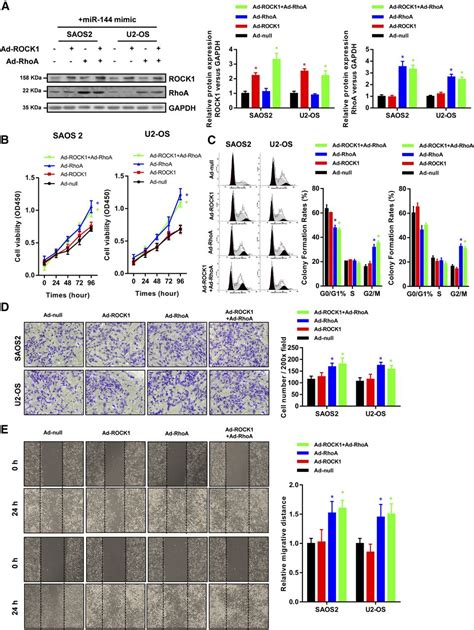 mir 144 inhibits tumor growth and metastasis in osteosarcoma via dual suppressing rhoa rock1