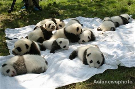 Panda Cubs Outdoor Debut In Sw China 4 Cn