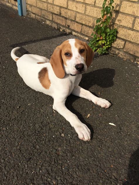 We take pride in our dogs and in their breed. gorgeous lemon beagle puppy for sale | Rugby, Warwickshire ...
