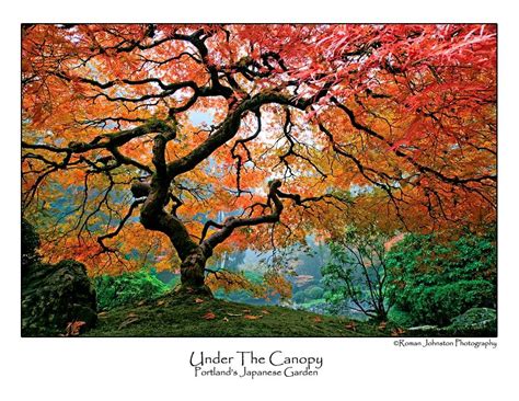 Large png 2400px small png 300px. "Under the Canopy" by Roman Johnston Photography | Photo ...