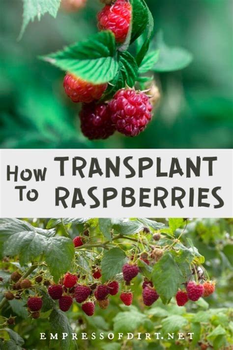 How To Transplant Raspberry Bushes Raspberry Plants Growing
