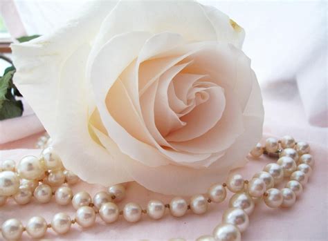 White Rose And Pearls 2990021 Hd Wallpaper And Backgrounds Download