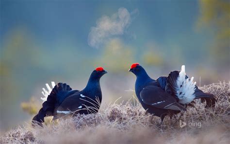 Welcome to bergslagen cycling, sweden's leading and largest bike area! Black grouse males, Bergslagen, Sweden - WindowsCenter.nl