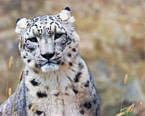 Snow Leopard Watercolor Painting Free Stock Photo Public Domain Pictures