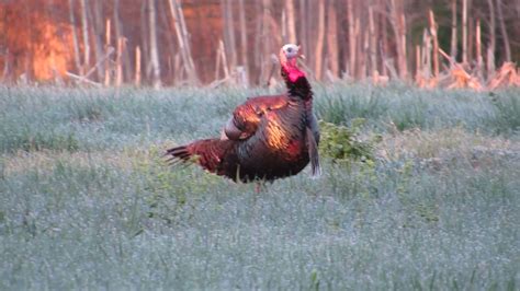 Wisconsin Youth Turkey Hunting Tss Knock Out 70y Ranged Shot 502