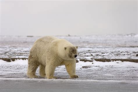 Polar Bears And Grizzlies Producing Hybrid Offspring As Arctic Melts