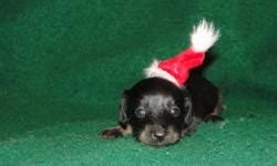During one inspection, a dead female dachshund was found in a cage with a male. MINI DACHSHUND PUPPIES for sale in Yuma, Arizona - Your ...