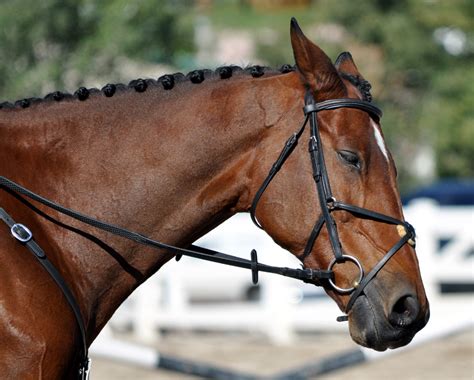 Different Types Of Bridles With Pictures