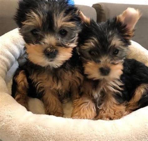 Yorkshire Terrier Tcup Yorkie Puppies For Salecontact 252 221 9248