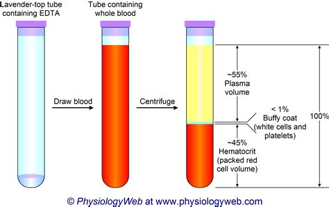 Physiology Illustration Whole Blood Is Composed Of Plasma And Formed