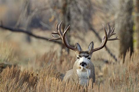 🔥 48 Big Buck Deer Wallpaper Wallpapersafari