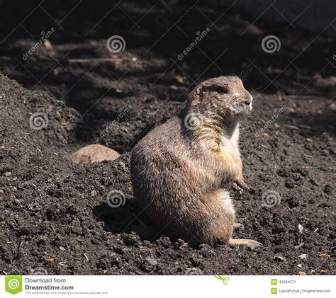 Ground Squirrel Or Gopher Stock Image Image Of Wildlife 42584271