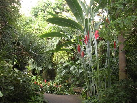 Tropical Trees Shrubs And Plants A Photo Gallery Hubpages