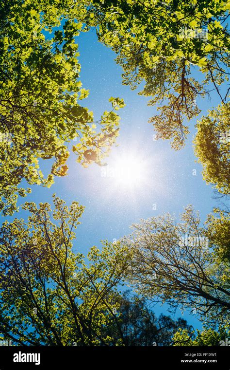 Spring Summer Sun Shining Through Canopy Of Tall Trees Sunlight In