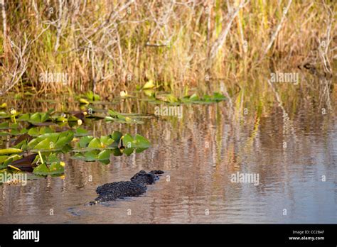 Swimming American Alligator Alligator Mississippiensis In The