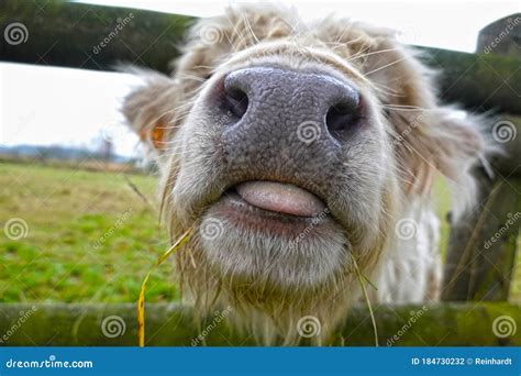 Scottish Highland Cattle Close Up Of Head With Nostrils And Tongue