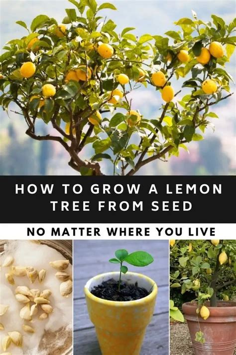 How To Grow A Lemon Tree From Seed No Matter Where You Live Artofit