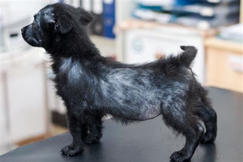 Alopecia in dogs has several different causes. Understanding your pet's hair loss or baldness - Southwest ...