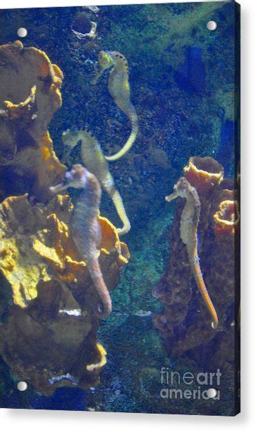 Sea Horses Photograph By Mandy Judson
