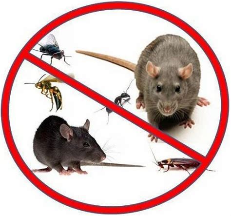 Rats Control At Rs 500sq Ft In Indore Id 6484834030