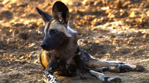 African Wild Dog Fact Sheet Blog Nature Pbs