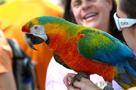 There are so many different types of parrots with all their different colors and personalities it can make the sound birds produce, mimicking and talking, chirping or whatever else can be useful features when looking for pet bird names. 90+ Cool Bird Names With Meanings | PetPress