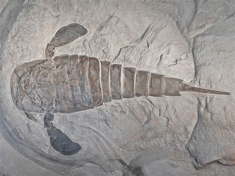 Where To Hunt For Fossils All Over Albany