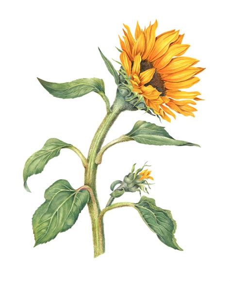 Sunflower | Sally Jacobs You'll have a nice and chic design in no time!