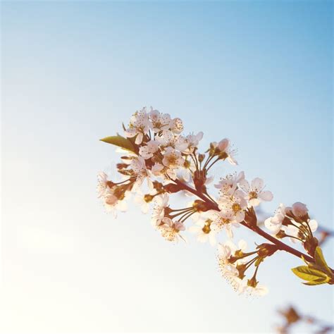 Spring Blooming Tree Branch On Blue Sky Spring Flowers Spring