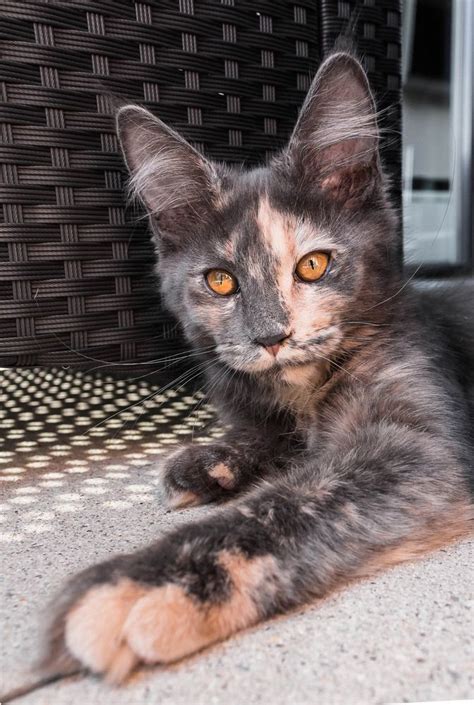 1026 Best Images About Tortoiseshellcalico Cats On Pinterest Tabby