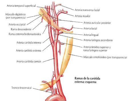 La Arteria Car Tida Externa Con Todas Sus Ramas Colaterales