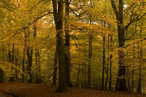 Ashridge Autumn Jonathan Hubbard Flickr