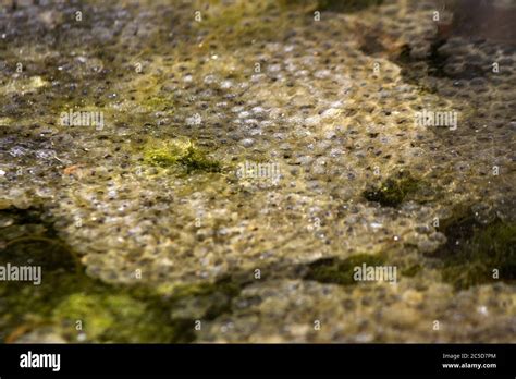 In Spring Frogs And Toads Lay Masses And Strings Of Fertilized Spawn In