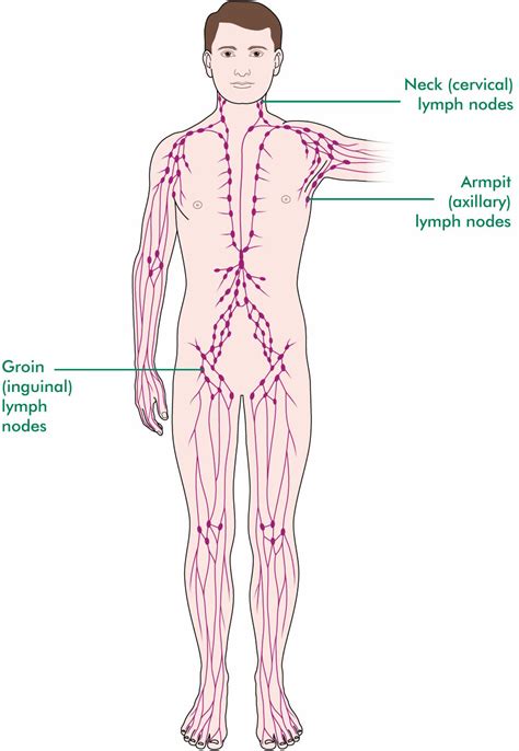 Medically, however, an itchy groin may or may not be a cause of concern. The lymphatic system - Macmillan Cancer Support