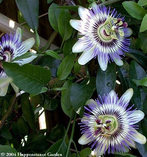 Plantfiles Pictures Passiflora Species Blue Passion Flower Hardy Passion Flower Blue Crown
