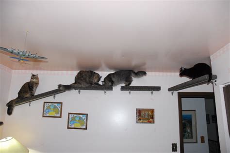 Vertical Territory Cats Need To Be Up High Our Cats World
