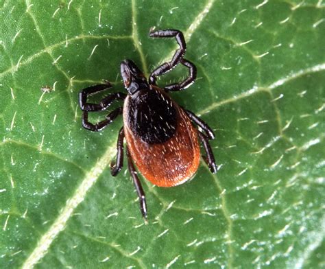 Wilson in many families, a thorough search for ticks is part of a. Deer Tick | Pest Library | Economy Exterminators