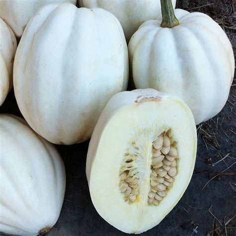 It is quick and easy to prepare, there are endless varieties, and it is packed full of goodness, taste nutrients, and the good news is it won't. Mashed Potatoes Winter Squash in 2020 (With images ...
