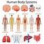 Diagram Showing Human Body Systems 414423 Vector Art At Vecteezy