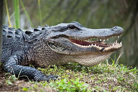 Animals Of The Florida Everglades Worldatlas