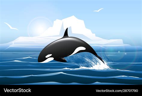 Orca Or Killer Whale Jumps Out Water Royalty Free Vector