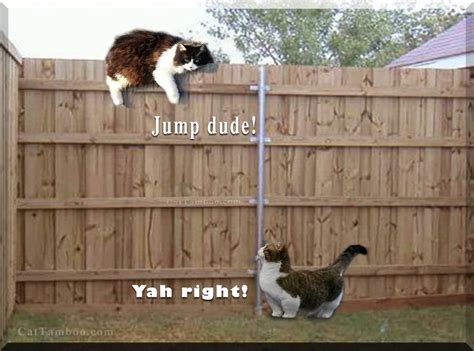 Jump Dude Cat Meme Cat Planet Cat Planet